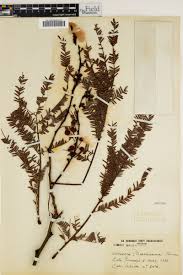 Image result for Acacia amythethophylla