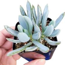 Image result for tbn:HNtrRnQBmFuaxM::www.bluechopsticks.com/img_large/800CC_0805S1015.jpg