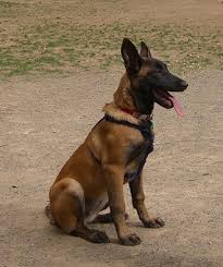 These dogs look like black germans shepherd belgian malinois is doing great in small quarters if your pup is doing regular exercise. Belgian Malinois Dog Breed Information