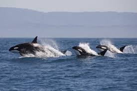 Image result for killer whales  images