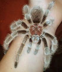 When most people heard the word spider, they freak out! Some Tarantulas Will Keep Frogs As Pets To Protect Their Eggs From Insects Random Facts You Didn T Know Factslides
