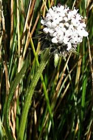 Image result for Dipsacus pinnatifidus