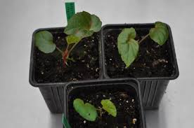 Image result for Begonia oxyloba