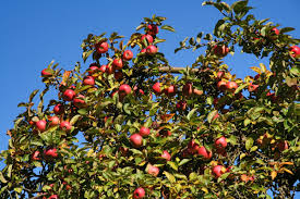 Apricots also struggle in northern illinois because they bloom early in the spring, making them susceptible to frost. Illinois State Historical Society Hoping To Plant Apple Tree In Every Illinois County