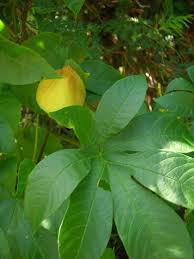 Image result for Merremia