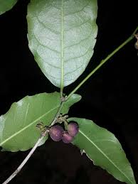 Image result for Rinorea angustifolia