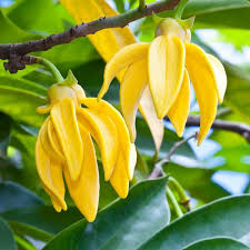 We did not find results for: Ylang Ylang Essential Oil Soap Making Supplies Spa Products Manufacturers Exporters Delhi India