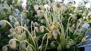 Image result for Clerodendrum incisum