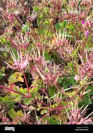 Image result for Pelargonium grossularioides