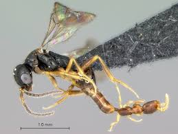 Image result for Dissotis speciosa