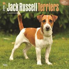 Small tan and white terriers that technically belong to other breeds are sometimes known erroneously as jack russells. Jack Russell Terrier Wandkalender 2022 Bei Europosters