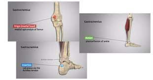 Maybe you would like to learn more about one of these? Exploring Origin Insertion And Action 3d Muscle Lab