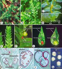 Image result for Selaginellaceae