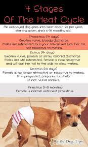 All You Need To Know When Your Dog S In Heat Little Dog Tips
