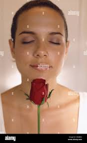 Off white rose hi-res stock photography and images