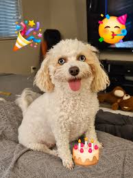 One-year-old dog's favorite birthday toy