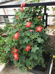 Sâm ngọc linh (danh pháp hai phần: Triso Group Khoi Phá»¥c Va Phat Triá»ƒn Sáº£n Pháº©m Tá»« Cay Sam Bao