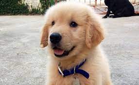 Golden retrievers near kansas city, missouri. Read This Before Adopting A Golden Retriever Puppy Doglopedix