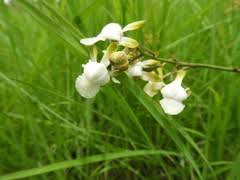 Image result for Tetracera boiviniana