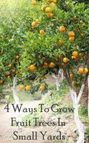 4 Ways To Grow Fruit Trees In Small Yards Fruit Trees Backyard Fruit Garden Fruit Trees