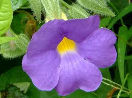 Image result for Thunbergia battiscombei