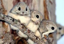 Japanese Dwarf Flying Squirrels Susse Tiere Komische Tiere Niedliche Tiere