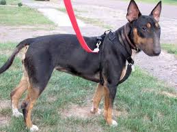 Black And Brown Terrier Breeds 15 Adorable Doberman Mixes Black Brown And Awesome All Over Pitbull Terrier Doberman Mix Dog Breeds