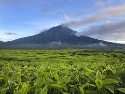 Teh herbal ini juga mengandung senyawa polifenol yang bisa menghambat proses proliferasi bakteri. 10 Teh Terbaik Di Dunia Salah Satunya Di Indonesia