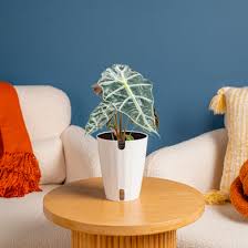 Image result for Alocasia