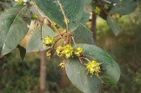 Image result for Anogeissus