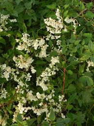 Image result for Fallopia baldschuanica