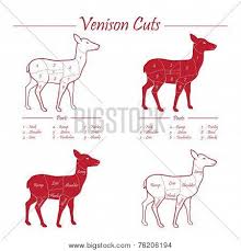 Venison Meat Cut Vector Photo Free Trial Bigstock