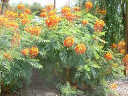 Pin By Jennie Hallmark Platero On Bible Louis L Amour Red Flowering Bush Birds Of Paradise Flower Arizona Plants