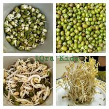 Dalam perkecambahan biji kacang hijau ini, dasar teori yang digunakan adalah teori totipotensi yang ditulis oleh schleiden dan schwann (suryowinoto dan suryowinoto, 1977) yang menyatakan bahwa teori totipotensi adalah bagian tanaman yang hidup mempunyai totipotensi. Azizah Zan Eksperimen Biji Benih Bercambah Tadabbur Facebook