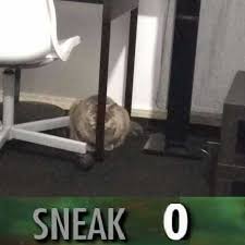 Pin By Lora Lanning On Cats Cat Memes Cat Adoption Adoption Photos