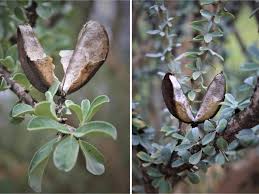 Image result for Sesamothamnus lugardii