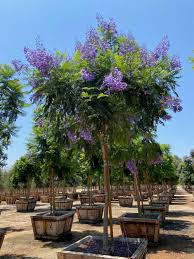 Image result for Jacaranda mimosifolia