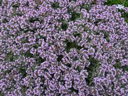 Woolly Thyme Care How To Grow Woolly Thyme Plants Wooly Thyme Thyme Plant Thyme Flower