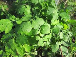 0 watchers 521 page views 2 deviations. Datei 20190320 Chelidonium Majus 1 Jpg Wikipedia