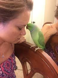 Showing off my flock babies, 6 boys 😊🙃 Snowy 🤍 Ringo 💛💚 Teddy  🤍Hendrix 💛💚 ( 5.5 months old) And my big boy , Rambo 💚💛 ( 15 months  old) & Elvis