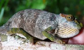 Image result for Kleinia chimanimaniensis