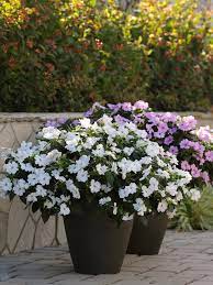 We did not find results for: 20 Can T Kill Flowers For Beginners Easiest Flowers To Grow In The Garden Hgtv