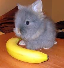 Teeny Bunny Mascotas Animal Domestico Comida Con Platano