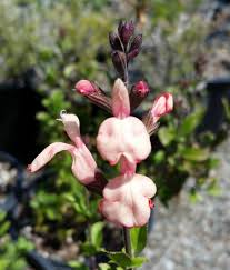 Image result for Sebaea microphylla