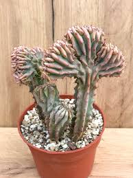 Image result for Myrtillocactus geometrizans