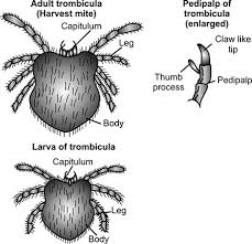 Deliensis ), implicated in the transmission of rickettsia tsutsugamushi , agent of tsutsugamushi disease in japan and elsewhere in asia; Jaypeedigital Ebook Reader