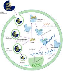 We did not find results for: Pharmaceutics Free Full Text Therapeutic Potency Of Nanoformulations Of Sirnas And Shrnas In Animal Models Of Cancers Html