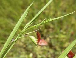 Image result for Lathyrus sphaericus