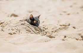 Whether outdoor cats or cats in a catio, make sure they have a shady place to get out of the sun. How To Keep An Outdoor Cat Cool In The Summer Lovetoknow