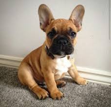 Black and white french bulldog. What Colors And Patterns Do Frenchies Come In What The Frenchie